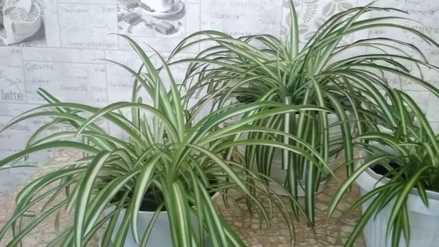 Хлорофитум смотреть онлайн