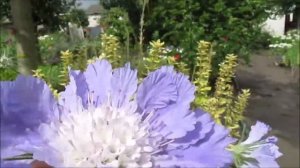 Скабиоза голубая