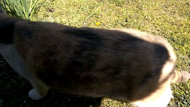 20 апреля. Критикующий родитель. Ежедневник ВДА смотреть онлайн