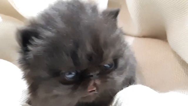 Маленький черный персидский котенок смотреть онлайн
