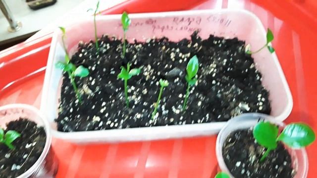 ???Лимон из косточки. Легко и просто!!! смотреть онлайн