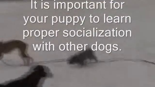 Puppy Potty Camp North Aurora IL