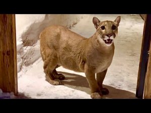 Как страшно пуме Месси отойти от дома! Диалог Месси с Сашей!