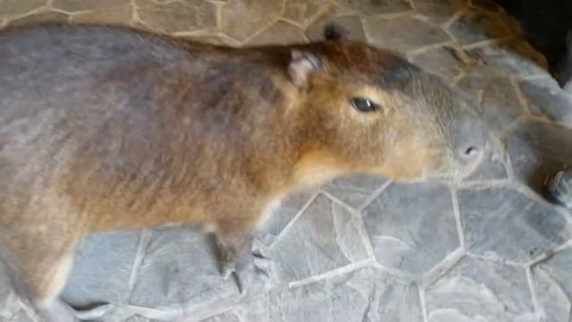 3 день в Харбине. Ванда парк? Самая большая морская свинка? смотреть онлайн