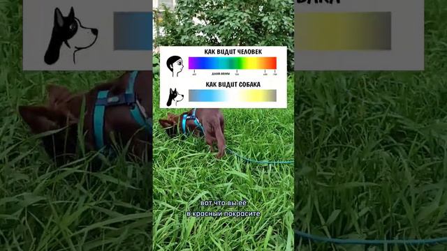 Странный ветеринар 😕 смотреть онлайн