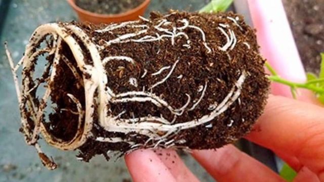 АБУТИЛОН. Как ухаживать в домашних условиях. смотреть онлайн