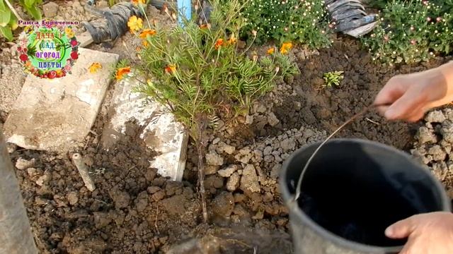 Как получить качественные семена бархатцев. Семена из своих цветов. Лайфхаки от Раисы Горяченко смотреть онлайн