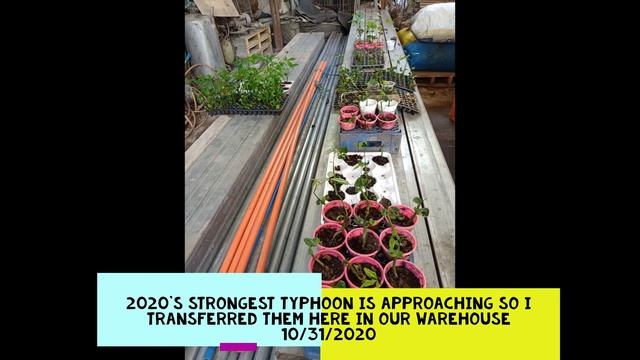 Pachira Aquatica (From Seed to Plant)| Money Plant Seed Germination смотреть онлайн