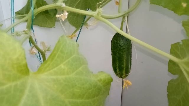 Пришел июнь-начало лета! смотреть онлайн