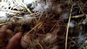 Индоутки несутся в одно гнездо. Что делать.