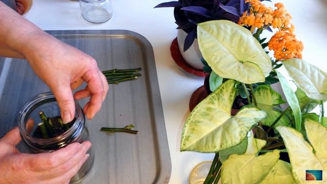 Как укоренить розу из букета? Укореняем 3 способами,смотрим какой лучше и быстрее.( часть 1 ) смотреть онлайн