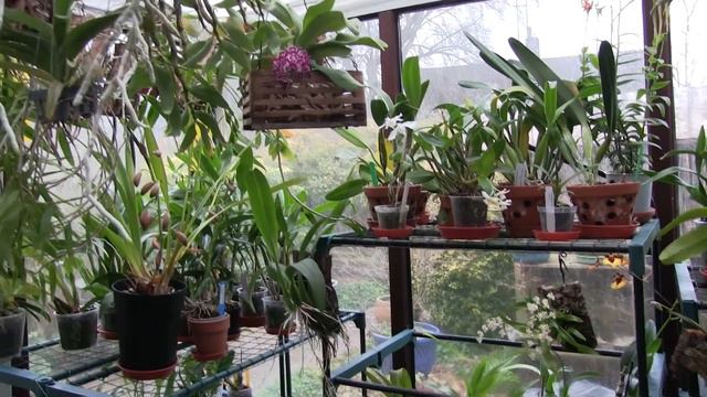 Resting Type Dendrobiums - What Are We Trying to Do Here? смотреть онлайн