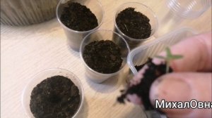 Пикировка ЛАВАНДЫ.