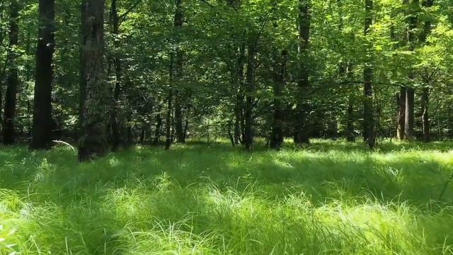 OBID ISMINING MA'NOSI #OBID #ISIM #MANOSI #ISMINING #MANO #ISMI #ОБИД #МАЬНОСИ #МАЬНО смотреть онлайн