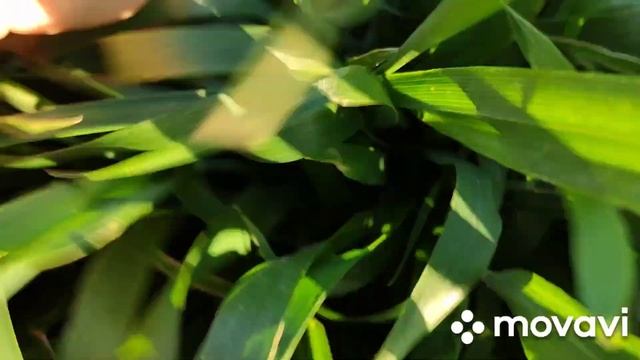 Пшеница Тринити смотреть онлайн