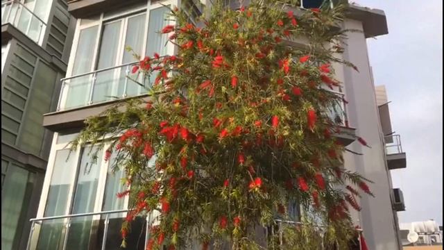 VLOG: ХОББИ МУЖА, цветущий КАЛЛИСТЕМОН? смотреть онлайн