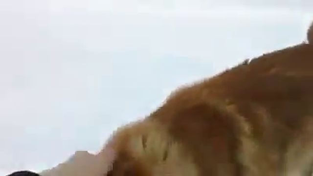 Копия видео Приключение итальянца в Сибири . Куны питомника Apollo Pride смотреть онлайн