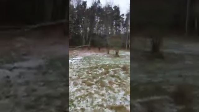 Какие ядовитые растения растут в Латвии? смотреть онлайн