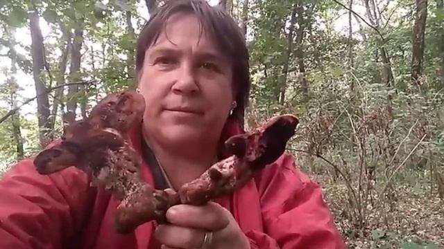 Печеночный гриб. Флистулина обыкновенная. смотреть онлайн