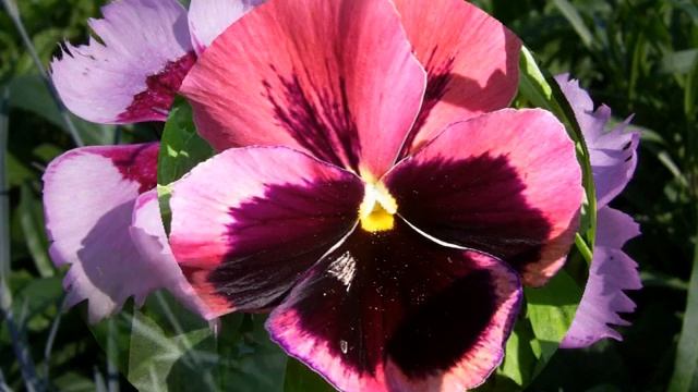 Яркие Цветы смотреть онлайн