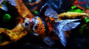 ЗОЛОТЫЕ РЫБКИ | АКВАРИУМ С ЗОЛОТЫМИ РЫБКАМИ