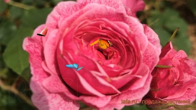 Роза канадская парковая Модэн Руби (morden ruby) ? обзор: как сажать, саженцы розы Модэн Руби смотреть онлайн