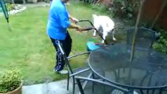 Dog Vs Lawnmower смотреть онлайн