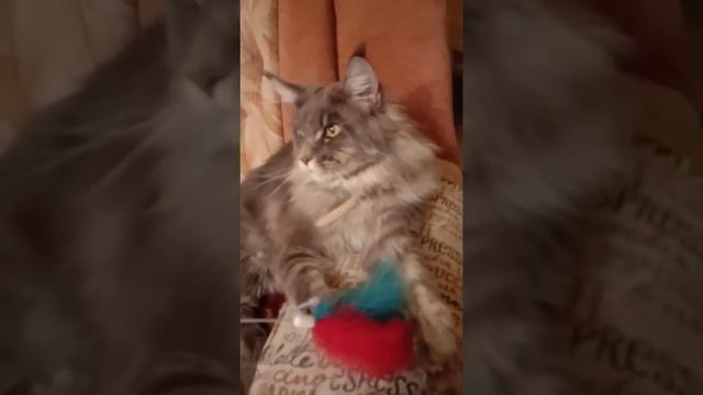 Коты Мейн Кун... добрые кошки смотреть онлайн