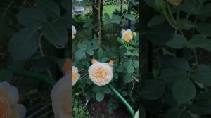 Роза Тизинг Джорджия/Rosa Teasing Georgia, David Austin, 1998. Цветение первогодок.