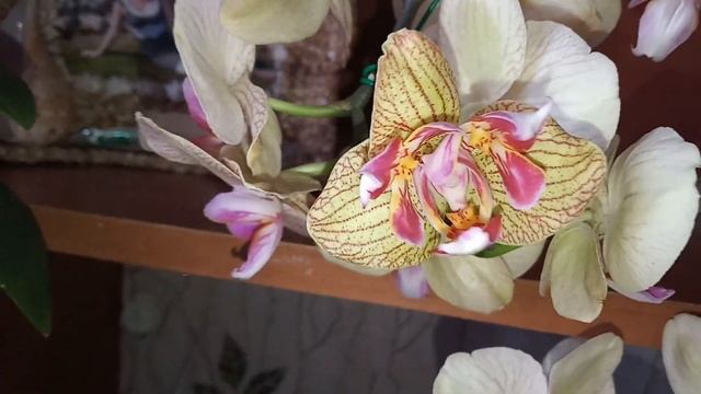 111)ОРХИДЕЯ КАЛЕЙДОСКОП ЗАХОТЕЛА БЫТЬ ТАКОЙ ЖЕ КРАСИВОЙ ,КАК СКАЗКА?? смотреть онлайн