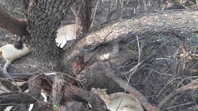 Залез от львов на дерево. Почувствовал себя шимпанзе. смотреть онлайн