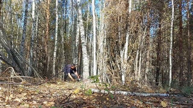 Осень, готовлю дрова! Поломка пилы! На тракторе МТЗ-80 в лес! смотреть онлайн