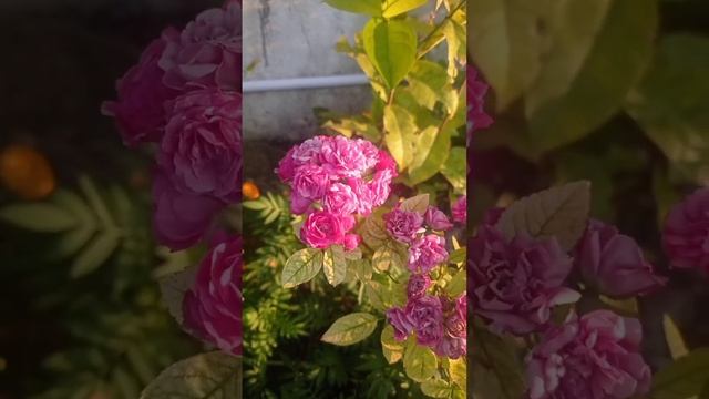paneer rose? and brown velvet Kashmir rose ? in my garden subscribe Bobby nagamalli смотреть онлайн