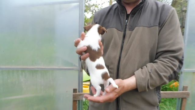 Открыт для резерва мальчик ЧИХУА Др 23/04/2022/ Мари Мистик Федерико Фелини бело шоколадного окраса смотреть онлайн