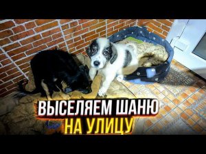 Я переселяюсь с Шаней на улицу Купила антивандальные лежанки. Вакцинируем Тэсси.