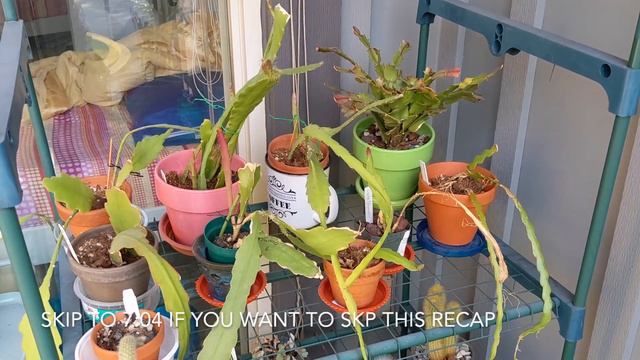 Cacti & Succulents Autumn 2022 смотреть онлайн