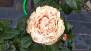 Краткий обзор розы Кахала (Kahala)