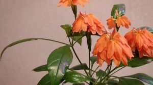 ЦВЕТЕНИЕ КРОССАНДРЫ ВЫРАЩИВАНОЙ  ИЗ СЕМЯН.