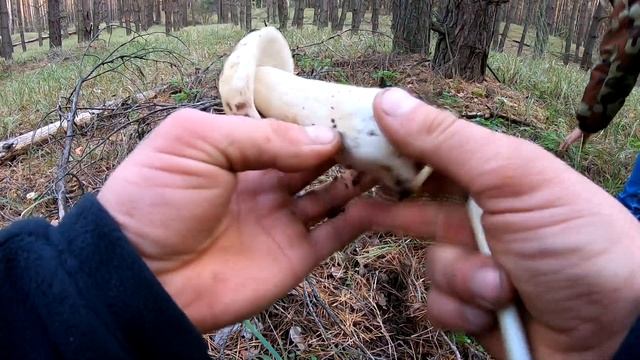 БЕЛЫЕ ГРИБЫ МАССОВО ПОСЛЕ ДОЖДЕЙ/ МОЛОДЫЕ ГРИБЫ ПРОБИВАЮТСЯ СКВОЗЬ ИГОЛКИ смотреть онлайн