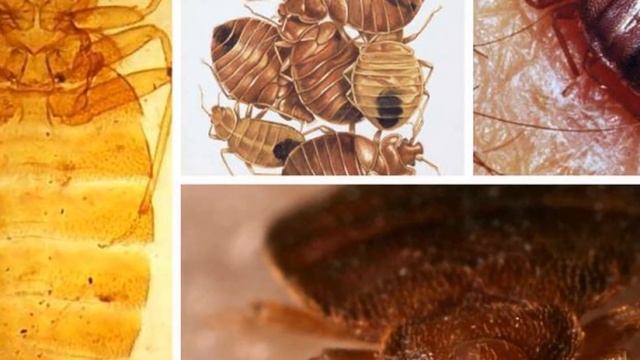 Чем травить клопов