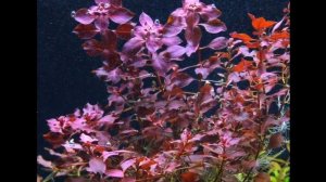 ЛЮДВИГИЯ. СОДЕРЖАНИЕ В АКВАРИУМЕ И УХОД