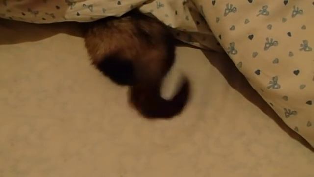 Хорёк дёргает хвостом смотреть онлайн