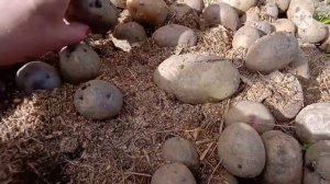 Как быстро прорастить картофель Ростки за пять дней Быстрый способ проращивания