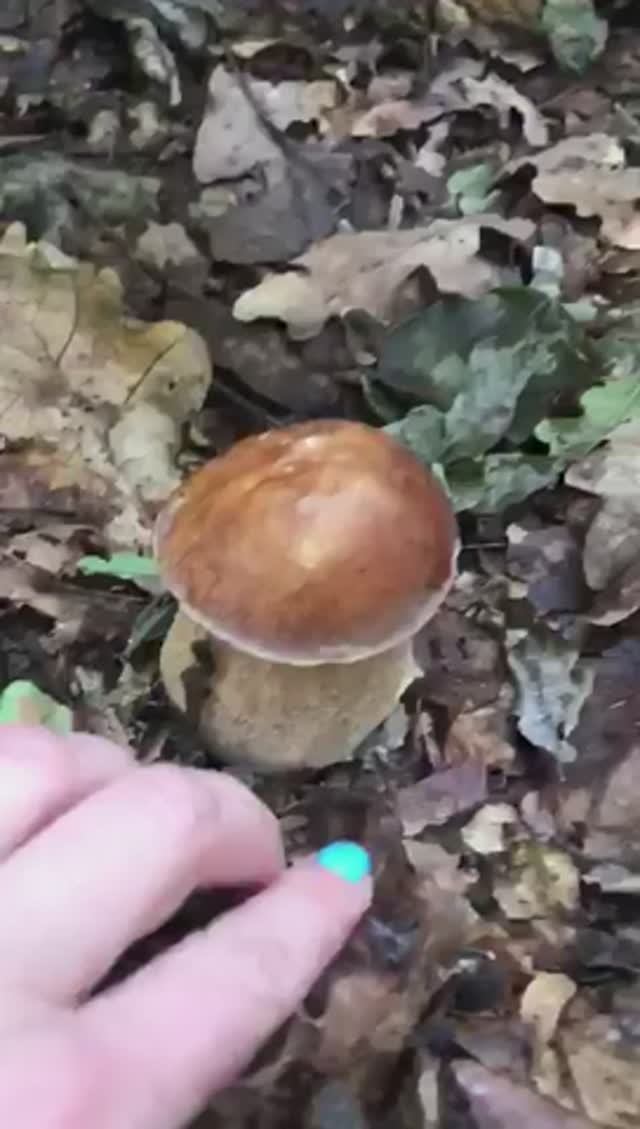 Образцовый белый гриб