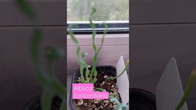 Альбука конкордиана vs Альбука спиральная смотреть онлайн