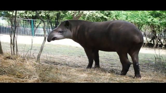 ТАПИР часть 3 смотреть онлайн