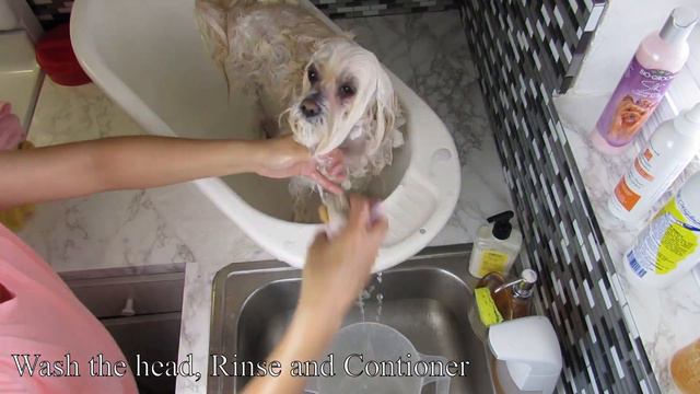 Dog Routine Bath And Brushing Hair, Coton De Tulear I Lorentix