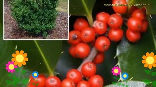 Падуб мезерва Хекенфи. Краткий обзор, описание характеристик ilex?meserveae Heckenfee смотреть онлайн
