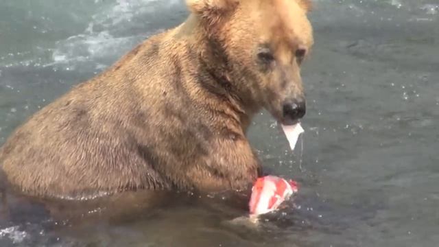 Alaska, grizzly bear eating salmon смотреть онлайн