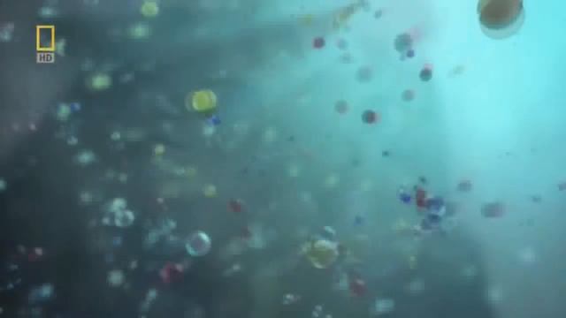 Cat Flower Shooting Stars Edition смотреть онлайн